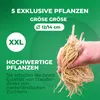 Funkie (hosty) - 5 roślin - byliny, wieloletnie, odporne na Podgląd zdjęcia produktu 2