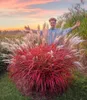 BALDUR Garten 3x Miscanthus 'Lady in Red®', Pflanzen im 9x9 Produktbild-Vorschau 1