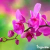 Orchideen Flüssigdünger 10L – 3-4-3 NPK – Produktbild-Vorschau 4