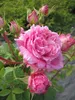 Kletterrose Bienvenue® - Rosa Bienvenue® - Delbard-Rose Produktbild-Vorschau 1