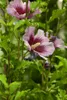 Hibiscus syriacus 'Russian Violet', Gartenhibiskus, Produktbild-Vorschau 1