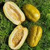 Semená Passiflora Quadrangularis - balenie 5 ks - Exotické Náhľad obrázku produktu 3
