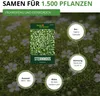 Sternmoos Mastkraut Plattenmoos Samen - Sagina subulata - Produktbild-Vorschau 3