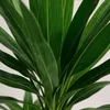 BoutiQ vert - Plante d'intérieur - Yucca elephantipes - Voir les images du produit 5