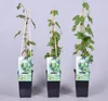 Pianta di luppolo Humulus lupulus 40–60 cm – Luppolo vero, Anteprima dell’immagine prodotto 1