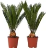Sagowiec odwinięty - 2 szt - Cycas revoluta - Wysokość Podgląd zdjęcia produktu 1