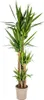 Yucca Elephantipes géant, plante d'intérieur, Ø27cm, 160cm, Voir les images du produit 2