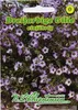 Gilie Tricolor | Blumensamen von N.L. Chrestensen Produktbild-Vorschau 3