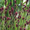 6 x Wiesenknopf  - Sanguisorba officinalis 'Tanna'  | Topf Produktbild-Vorschau 2
