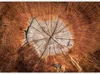 Vlies Fototapete - The Soul of a Tree 350x245 cm Muster Produktbild-Vorschau 5