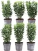 Plants by Frank | Grüne Spindelstrauch Hecke | Euonymus Produktbild-Vorschau 1