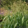 Stauden Gänge 5 x Panicum virgatum 'Northwind' im 1 Liter Produktbild-Vorschau 9