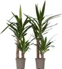 Palmlilie - 2 Stk - Yucca elephantipes - Höhe 70-80cm - Produktbild-Vorschau 1