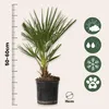 A potted palm plant with a ruler and icons indicating care instructions. Podgląd zdjęcia produktu