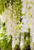 Wisteria sinensis 'Alba', Chinesischer Blauregen, weiß, Produktbild-Vorschau 9