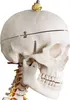 Jago® Menschliches Anatomie Skelett 181.5 cm - inkl. Produktbild-Vorschau 6