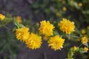 Kerria japonica 'Pleniflora', Ranunkelstrauch, gelb, 40–60 Produktbild-Vorschau 2