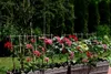 DIXIE STORE Kit de treillis en bambou pour plantes - 2S, 10 Voir les images du produit 7