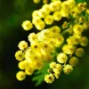 A close-up view of a branch with yellow mimosa flowers. Voir les images du produit