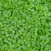 6 x Korsische-Minze - Mentha requienii  | Topf 9cm x 9cm Produktbild-Vorschau 1