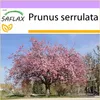 SAFLAX - Japońskie Kwiaty Wiśni - 30 Nasiona - Prunus Podgląd zdjęcia produktu 9