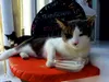 Calvendo Milchtrinkende Katze vor Taverne 1000 Teile Puzzle Produktbild-Vorschau 2
