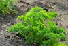 SAFLAX - BIO – kadeřavá petržel - Petroselinum crispum - Náhled obrázku produktu 7