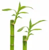 3er-Set Glücksbambus gerade- Höhe ca. 50 cm, Topf-Ø 5 cm - Produktbild-Vorschau 3
