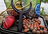 Tandem Baits 5-er Set Euro Boilies Knoblauch, Karpfen Produktbild-Vorschau 13