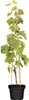 Vitis vinifera 'Lakemont', Weinrebe, kernlos, 80–100 cm Produktbild-Vorschau 1
