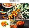 Sanddorn Samen (Hippophae rhamnoides) - Nährstoffreiche Produktbild-Vorschau 5