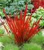 BALDUR Garten 3x Ziergras 'Red Baron', Pflanzen im 9x9 Produktbild-Vorschau 2