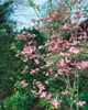Cornus florida, Blumen-Hartriegel, 60–80 cm, weiße Blüten Produktbild-Vorschau 13