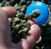 Sonubaits Marine Green Feed Pellets 6mm 900g Produktbild-Vorschau 5