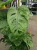 Monstera obliqua Monkey Leaf 30-40 cm - MONSTERA MONKEY Anteprima dell’immagine prodotto 4
