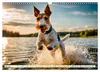 Drahthaar-Foxterrier (Wandkalender 2027 DIN A3 quer), Produktbild-Vorschau 10