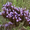 6 x verbena argentina - Verbena bonariensis | vaso 9cm x Anteprima dell’immagine prodotto 1