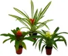 Mini Guzmania Trio - Zestaw 3 kolorowych bromelii w 3 Podgląd zdjęcia produktu 1