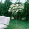 Viburnum plicatum 'Watanabe', Japanischer Schneeball, weiß, Produktbild-Vorschau 11