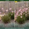 Stauden Gänge 3 x Gaura lindheimeri 'Siskiyou Pink' - Rosa Produktbild-Vorschau 4