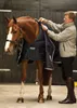 A person is putting a blanket on a horse in a stable. Produktbild-Vorschau
