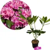 Rhododendron ponticum "Roseum" Fiori rosa - Altezza 60 cm - Anteprima dell’immagine prodotto 1