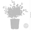 Eucalyptus gunnii - Drzewo gumowe - Krzew - Zimozielony - Podgląd zdjęcia produktu 5