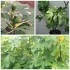 Madeleine des Deux Saisons, Feige, Feigenbaum, zweimal Produktbild-Vorschau 2