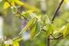 Castanea sativa, Esskastanie, 80–100 cm Produktbild-Vorschau 10