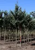 Cercidiphyllum japonicum - Katsurabaum 50- 60 cm Container Produktbild-Vorschau 2