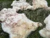 Vera pelliccia di agnello ecologico fiammato fino a 140 cm Anteprima dell’immagine prodotto 4