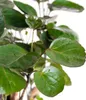 Bloomique - Polyscias Fabian - Aralie - Zimmerpflanzen - Produktbild-Vorschau 3