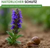 Ysop Mehrjährig Samen - Hyssopus officinalis - Ysopsamen - Produktbild-Vorschau 9