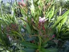 Oleander  80 - 100 cm Busch Nerium Krone Ø60 cm Produktbild-Vorschau 9